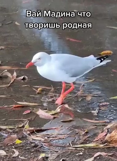 Observing a Seagull foraging in a Rain-soaked Environment