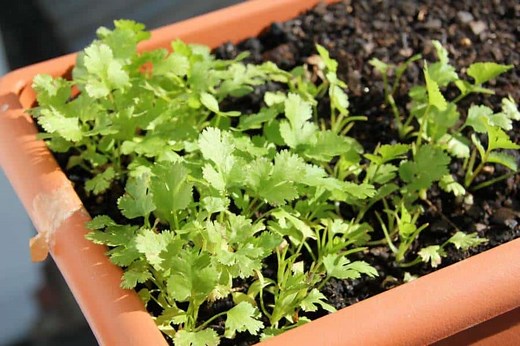 8 Serious Reasons Potted Parsley Is Turning Yellow (And How You Can Recover it)