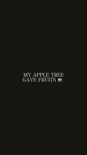 My @Apple TV tree came bearing gifts this Xmas and I’m forever grateful…. HOWEVER!!! How many Apple TV shows can you name based of these gifts??? 🎁 👀 Let’s see who’s up to date? 🤔 #apple #appletv #appletvplus #gifted