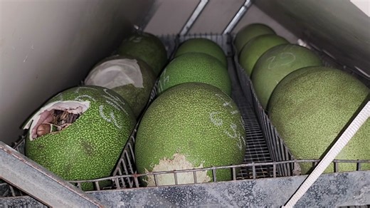 Cassowary Eggs inside the incubator! #cassowaryegg #southerncassowaryegg #southerncassowary #cassowary #dinoegghatch #coloredeggs #cassowaryconservancy #murderbirds #dinobird #frugivore #avian #ratite #wildlife #rarewildlife #biggreeneggs