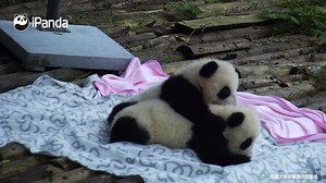 2.9M views · 21K reactions | Feeling tried and sleepy? Panda masseur is ready to freshen you up! A panda a day, keeps the sorrow away. | iPanda | Facebook