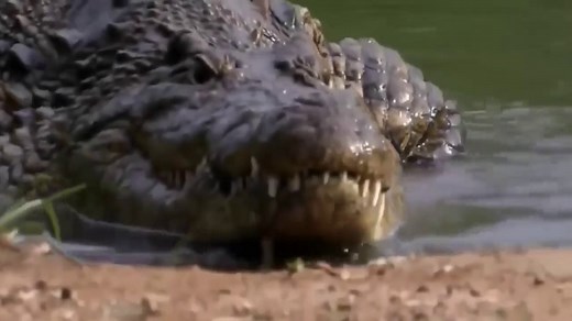 The King of the Crocodiles - Nat Geo Wild Documentay HD