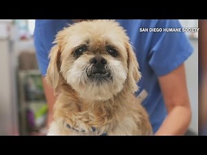 Support San Diego Humane Society this Giving Tuesday
