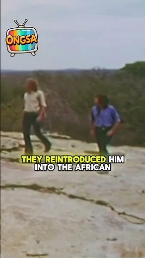 The Lion That Hugged the Man Who Raised Him — A True Reunion