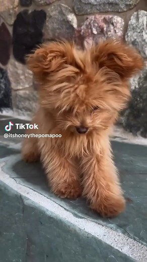 Meet the Adorable Pomapoo: The Breed You Need to Know