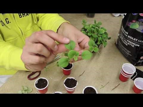 Propagating Plants with Runners or Stolons - Alsobia Dianthiflora