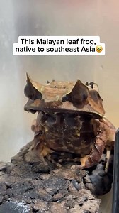 73K views · 1.5K reactions | Fascinating camouflage  | We Are Nature | Facebook