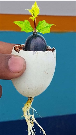 31K views · 288 reactions | How to Grow Grapes: A Complete Garden Growing Guide | Rana Craft | Facebook