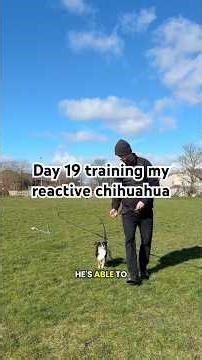 Day 19 training my reactive chihuahua