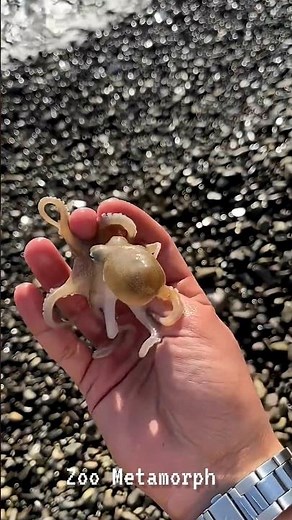 Animals Metamorphosis! 🐾😱 | #shorts