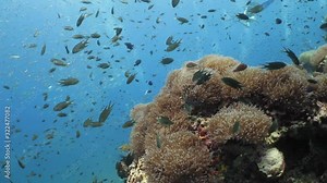 A flock of fish in depth of the sea. Underwater diving seascape.