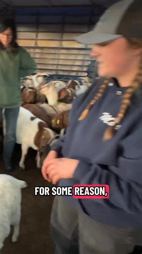 The #NoFence collars are going to drastically increase the possibilities for our business. #targetedgoatgrazing #goatscaping #goatgrazing #prescibedgrazing | Galloping Goat Pumpkin Patch