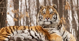 NATURE: Siberian Tiger Quest