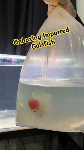 Got 3 New Imported Fancy Goldfish for My 3ft Aquarium: Unboxing