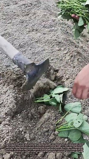 Proper Hoeing and Planting Techniques for Healthy Sapling Growth and Survival