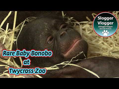 Rare Baby Bonobo Boy Born at Twycross Zoo – Special Footage