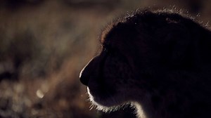 Volunteer at Cheetah Experience! | Cheetah Experience