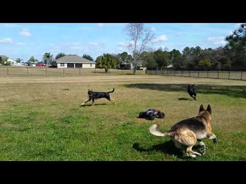 Dogs chasing RC Car ... see them in action!