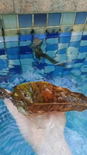 The chipmunk that moved in and started a family!#fyp #chipmunk #animals #cute | smile.Zooo