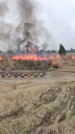 AHoney Bee Box Lying While Fire Burns All Around It | Brave Bees Survive in Danger