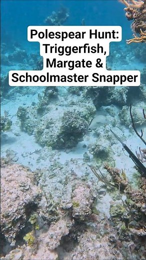 Polespear Hunting - Triggerfish, Margate & Schoolmaster Snapper #spearfishing #polespear #bahamas