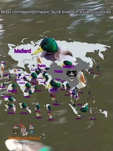Most common domestic duck breed in Asian Countries #geography #pekinduck #ducks #serbia