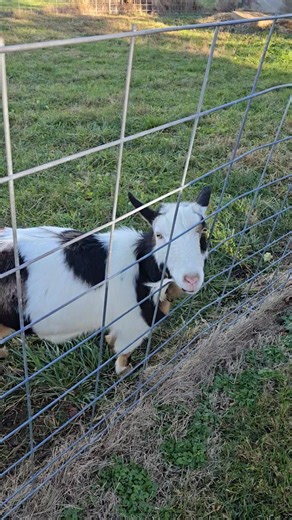 😆 I gave him 2 treats. He spit them out but still wanted more. | Jeff Cowger