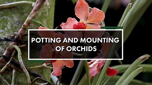 45K views · 1.6K reactions | Epiphytic orchids will look great if...