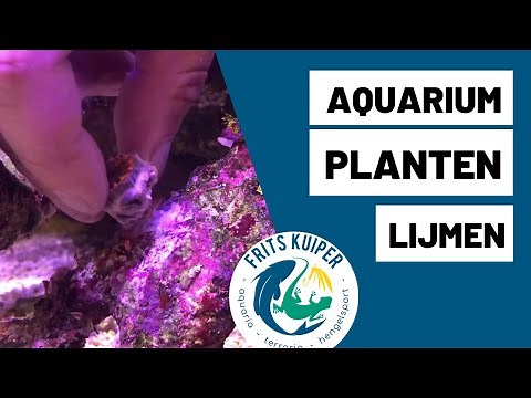 Aquarium planten lijmen