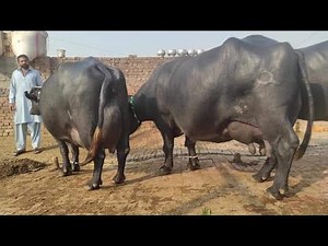 World Top Nili Buffalo Lover Great Billu Gujjar Dairy Farm Lahore