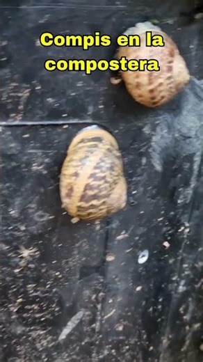 Caracoles en mi compostera