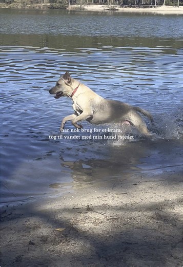 🤎🤎 #servicehund #servicehundeidanmark #servicehundetræning #medicinskalarmhund #servicedogsoftiktok #fyp #fypage #fypp #trending #viral #trend #teamworkchallenge #labrador #happydog