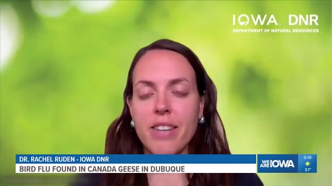 Iowa DNR says bird flu detected in geese, ducks