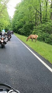 52K views · 454 reactions | We spotted an elk while riding with friends across Newfound Gap on our Maggie Valley Shamrock Tour! | RoadRUNNER Motorcycle, Touring, and Travel | Facebook