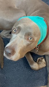 RÜCKBLICK 🐾 Erste Hilfe kann Leben retten – auch beim Hund! 🐕‍🩹⁠ ⁠ In unserem Erste-Hilfe-Kurs, mit Frau Dr. Frederike Zellner ging es am Wochenende um die richtige Wundversorgung bis hin zu Hitzschlag, Magendrehung und Reanimation 💪⁠ ⁠ 💡 praktisch mit eigenem Hund, aber auch alleine! Seid das nächste Mal dabei und für den Notfall vorbereitet | Dogs & dogs