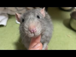 Pet rats love cuddling!❤︎