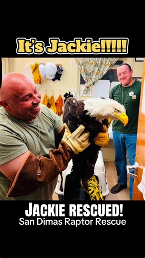 Jackie has been rescued!!!! #eagles #fyp #jackieandshadow #baldeagle #fobbv @FOBBV Big Bear Bald Eagle Cam San Dimas Raptor Rescue