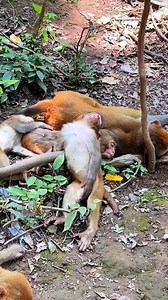 762K views · 6.7K reactions |  sleepy hahaha . #monkeys #monkey #animals #wildlife #nature #pets #cute #birds #funny #bird #love | Hello Monkey CC | Facebook