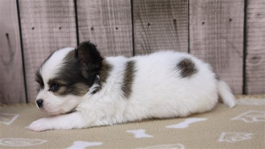 Papillon puppy for sale