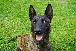Dutch Shepherd Health Problems – Shepherddogsite