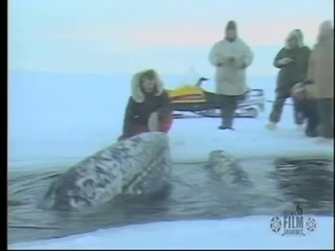 Barrow whale rescue