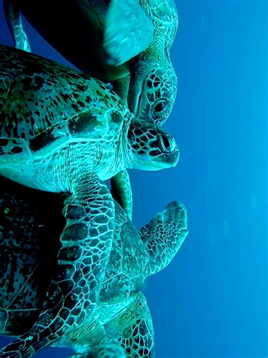 turtles mating