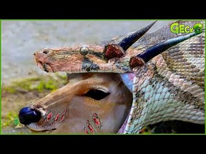 Horrifying Moment ! Stupid Python Painfully Stuck While Swallowing Horned Prey | Fighting Animals