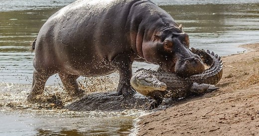 When Hippo Meets Crocodile: River Monster Showdown