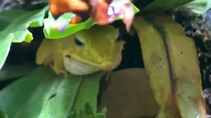 Aviculturist Frankie caught our male Solomon Island leaf frog calling. Bet you didn't expect him to sound like that! Download our Aquarium Explorer App to listen to more frog sounds. #AOPfrogs | Aquarium of the Pacific