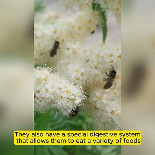 What Do Ants Eat? | Amazing Facts About Ants' Eating Habits 🐜🍽️