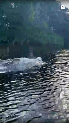 275K views · 2.2K reactions | Crocodile Speed Secrets #reelsindia #fypシ #factsyoudidntknow #science #fyp #facts #indian #God #socialmedia #animals | Deep Explain | Facebook