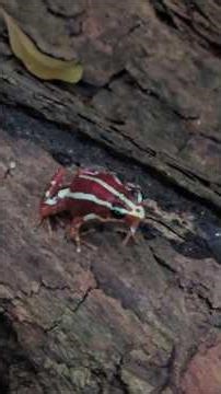 Pfeilgiftfrosch kann auch laut werden🐸#tiergartennuernberg #frosch #froschalltag