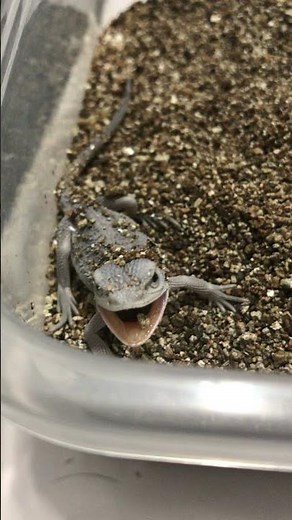 Worlds Most Aggressive Bearded Dragon Baby