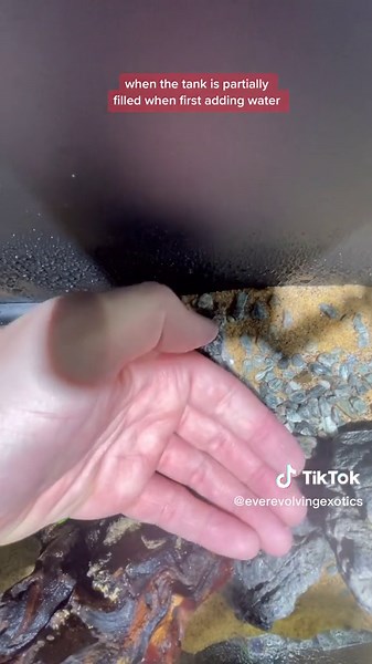 Fluval Flex 9 Gallon Aquarium Build Guide